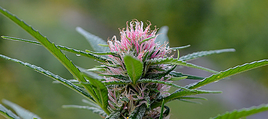 Berry Blossom High CBD Strain